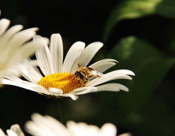 мое портфолио: мои работы