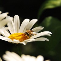 Портфолио Darina